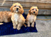 Cavapoo pups love homes only