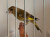 x2 hand tamed greenfinches