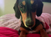 Beautiful Dachshund puppies ready to home