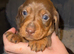 Mini dachshund male