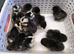 Pekin Bantam Chicks
