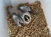 Selling handreared baby blue and gold macaw