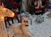 Rubi &ndash; Beautiful Persian Cat for Sale