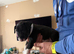 English bull terrier