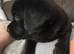 Rottweiler x Labradors