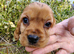 Cocker spaniel pups