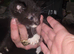 4 kittens