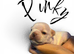 KC REG PEDIGREE FRENCH BULLDOG PUPPIES