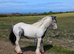 Mini cob colt