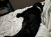 Cavapoo for rehoming