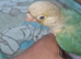 hand-reared baby conure