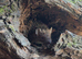 Baby tenrec