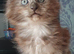 Stunning Main Coon girls