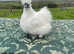 Silkie bantam show birds