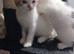 2 male kittens ready now