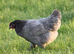 POINT OF LAY CHICKENS AVAILABLE NOW