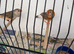 Triple orange zebra finches
