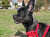 French bulldog cross for sale