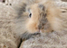 Baby lionhead doe