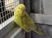Young pair of budgies