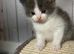 Charming Ragdoll / Turkish Angora Female Kitten Available for Adoption, 6 Weeks Old