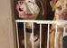 URGENT APPEAL male dog