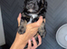 Beautiful cockapoo pups for sale, 3 chocolate 1 tri coloured black phantom