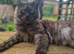 Tica registered black smoke male mainecoon