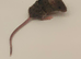 beautiful mice