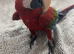 Beautiful 4 year old greenwing macaw looking for a loving home