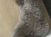 British short hair male rehome