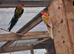 Rosella for sale