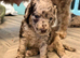 Cockapoo Puppies