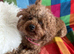 Asian toy poodle girl 3 year old