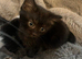 Fluffy Kittens