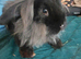 Male lionhead mix breed rabbits