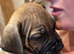 South African boerboels