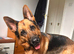 ️ Family Raised ️ Straight Backed German Shepherd Puppies