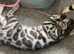 Last two ready now TICA registered