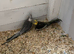 Cockatiels for sale