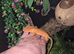 Crested gecko and enclosure