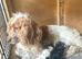 One lovely cocker spaniel boy left