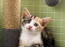 Rare female ginger, & calico kittens EXMOOR