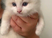 Ragdoll kittens male bio colour
