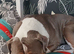 Olde tyme bulldog