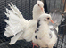 Garden Fantails