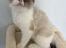 Ragdoll kittens available (2 boys)/TICA registered