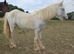 Blue & white yearling cob
