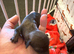7 miniature dachshunds