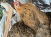 Pekin bantams, hens fully laying